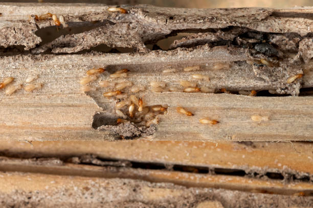 Best Pest Control for Homes  in Barry, IL